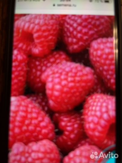 Малиновое дерево 