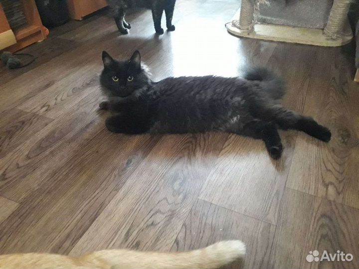 Кошка Пума