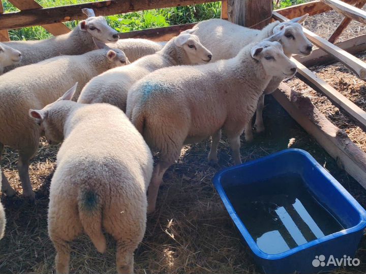 Овцы тексель