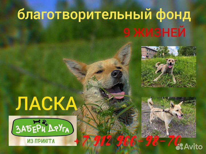 В добрые руки