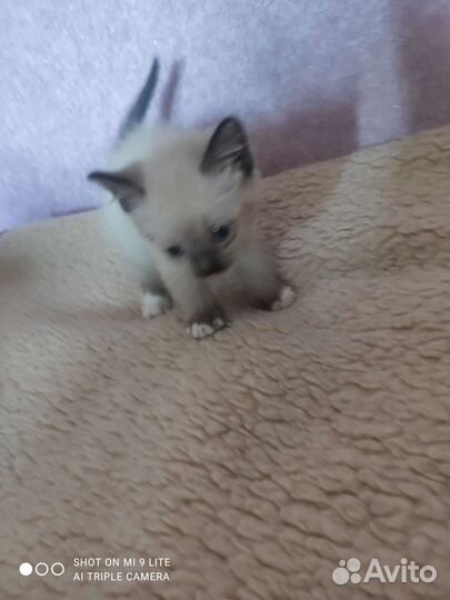 Кошка