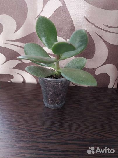 Красула толстянка