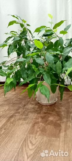 Фикус бенджамина