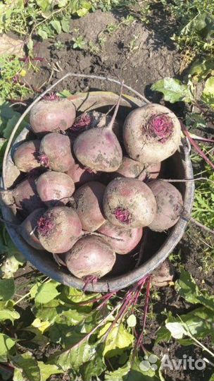 Свекла водан