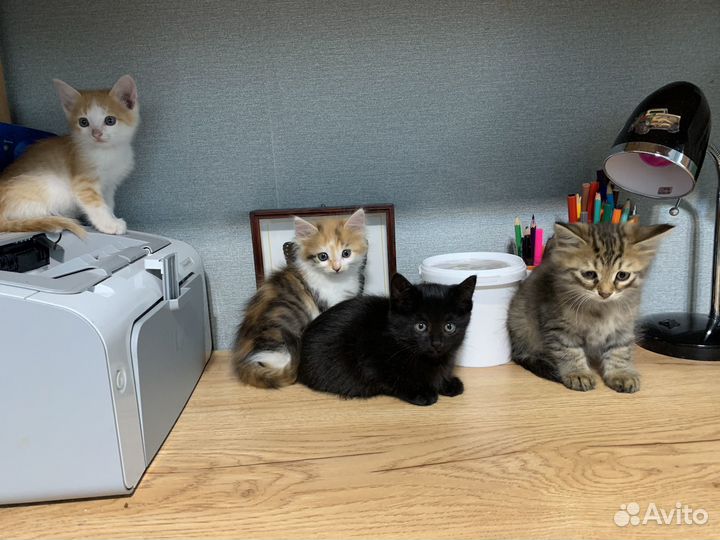 Котята в добрые руки