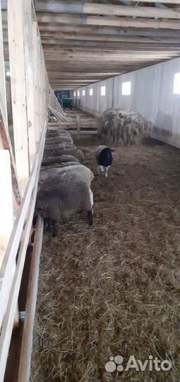 Бараны тексель