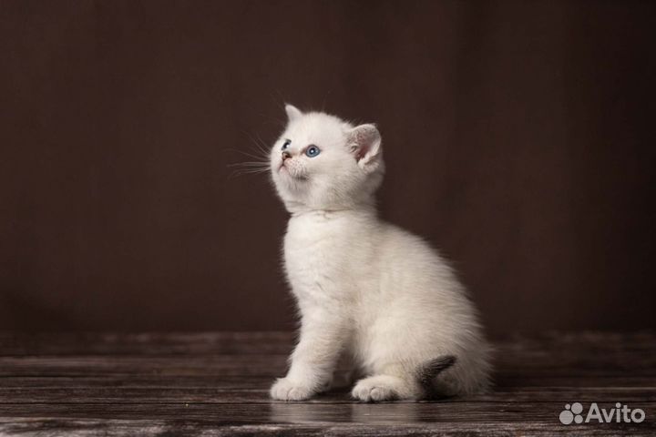 Шотландская