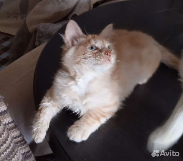 Сибирские котята