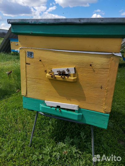 Продам пчелосемьи