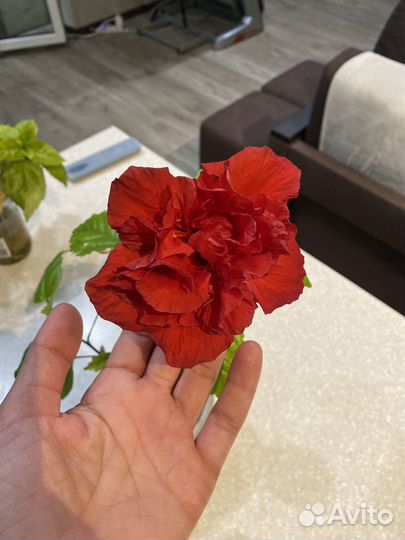 Гибискус китайская роза