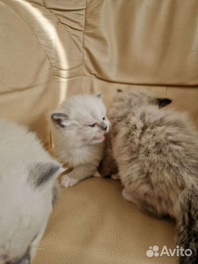 Котята рэгдолл миттед и колор поинт