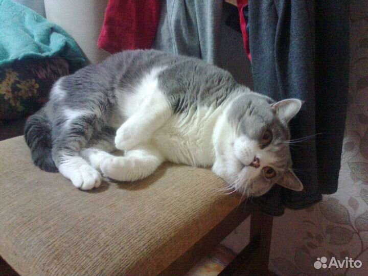 Кот для вязки