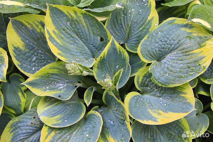 Хоста H. Praying Hands