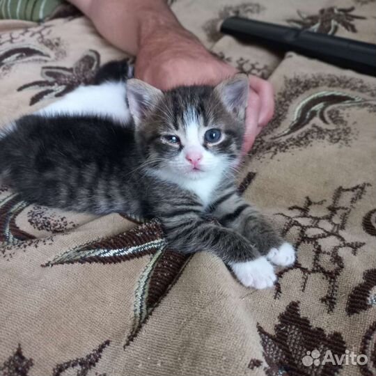 Котенок Сема