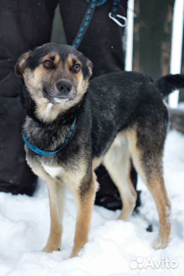 Гриф в добрые руки