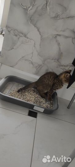 Котëнок девочка в добрые руки