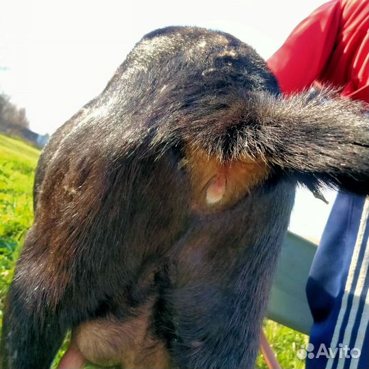 Англо нубийские козы, козлик