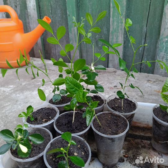 Мурайя, Маракуйя