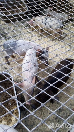 Поросята ландрас