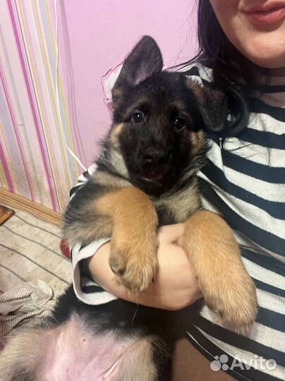 Немецкая овчарка