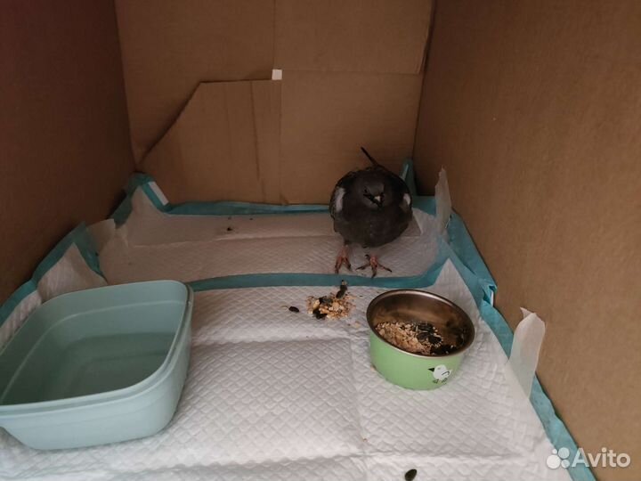 Помощь птицам