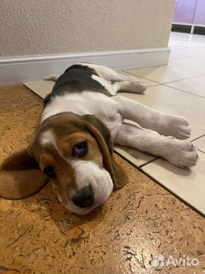 Щенки бигль