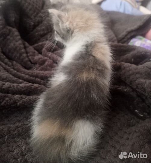 Трехцветный котенок девочка