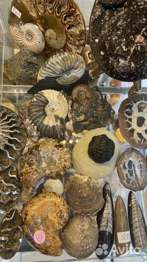 Аммонит спектропирит