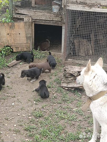 Отдадим щенков в хорошие руки