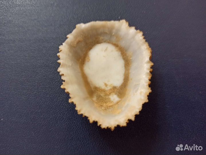 Морская раковина