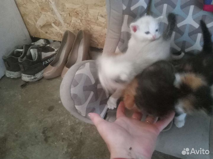 Котята в добрые руки бесплатно