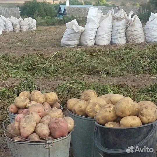 Картофель домашний. Мясо