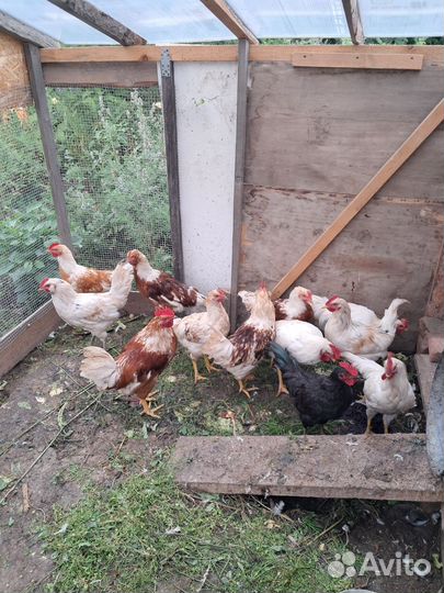 Молодые петушки