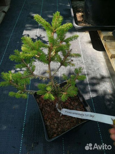 Ели карликовые