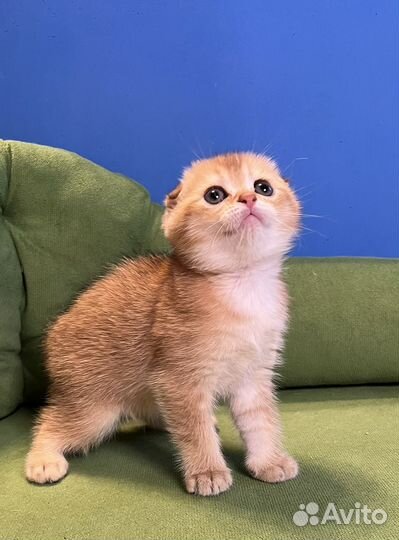 Котёнок золотая девочка