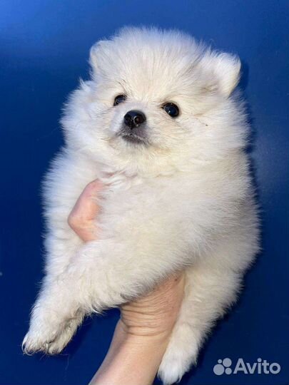 Щенки шпица