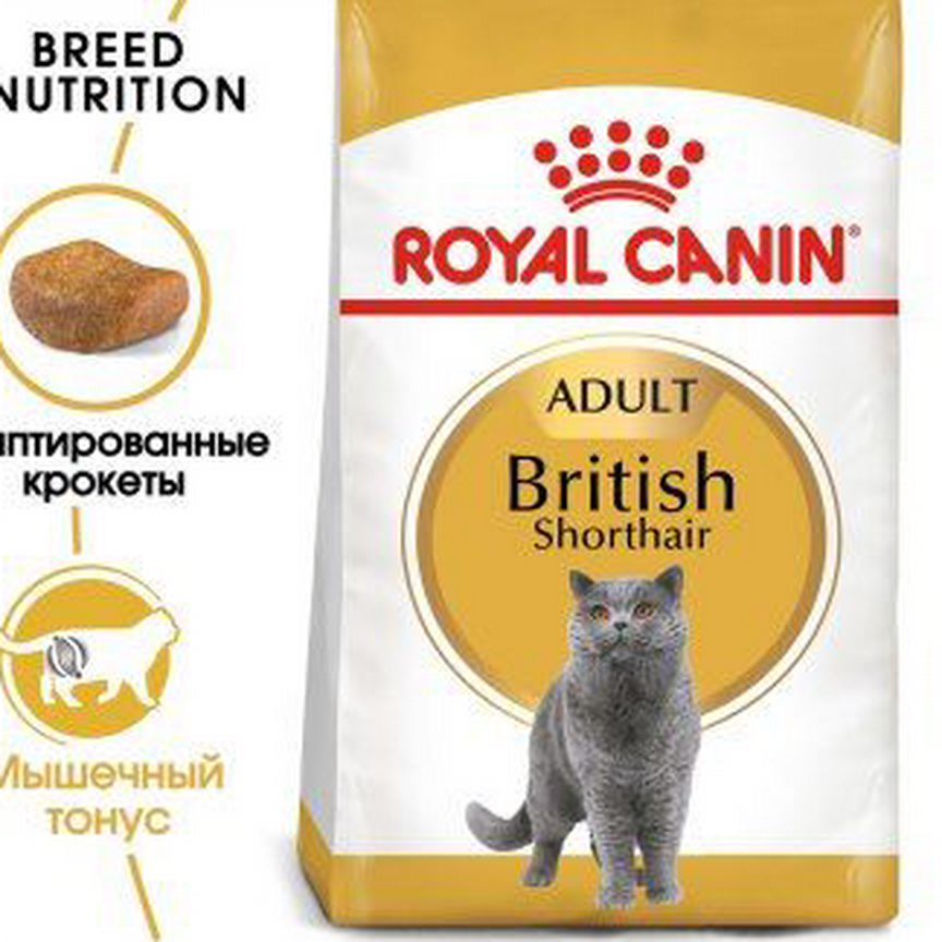 British shorthair adult PRO 6 кг