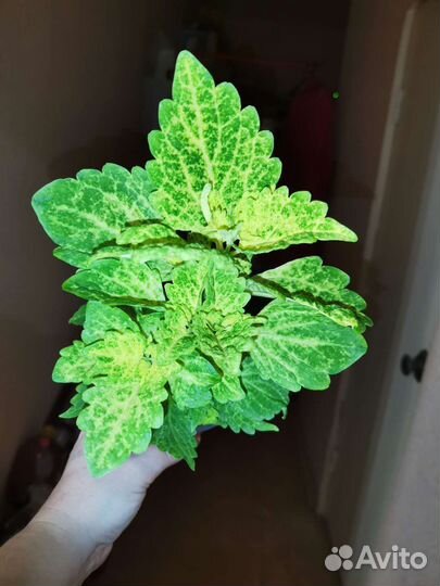 Колеус желтый