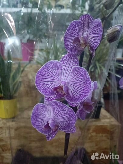 Орхидеи