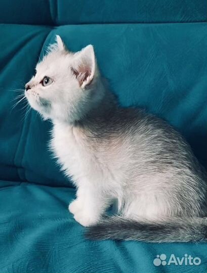 Котята британской серебристой шиншиллы