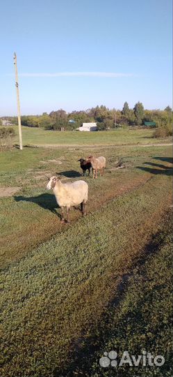 Овцы романовской породы