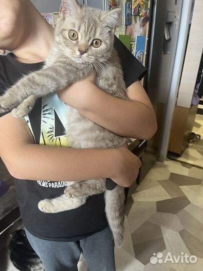 Красивая кошка