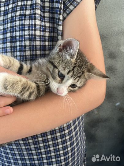 Котенок 2 мес