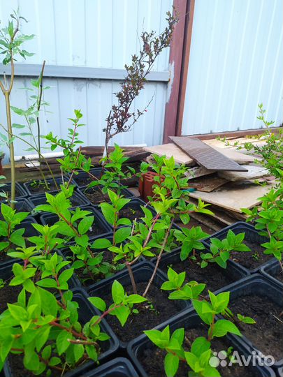 Лапчатка, гортензия