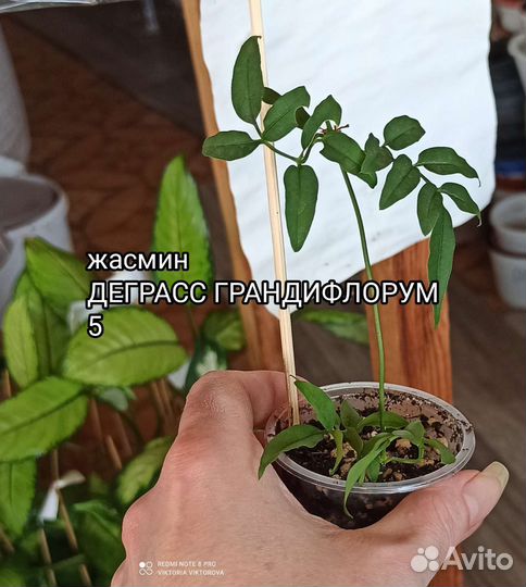Жасмин деграсс грандифлорум