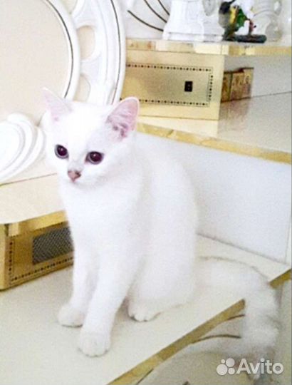 Британская серебристая шиншилла колор-поинт