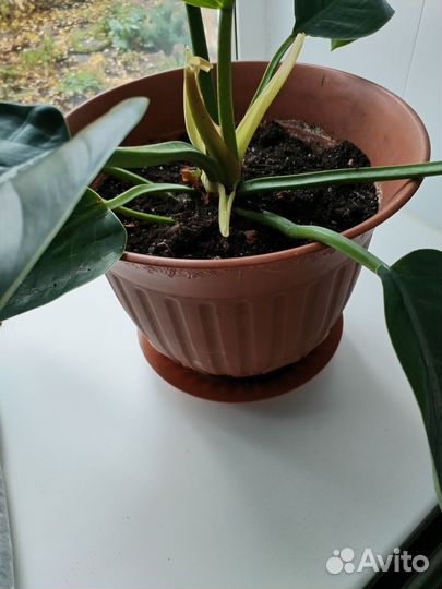 Комнатные растения