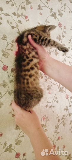 Котенок девочка бесплатно