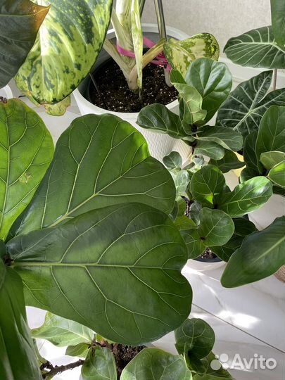 Черенки Колумнарис