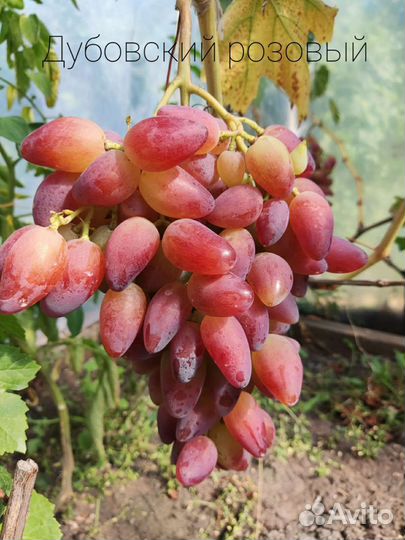 Черенки винограда